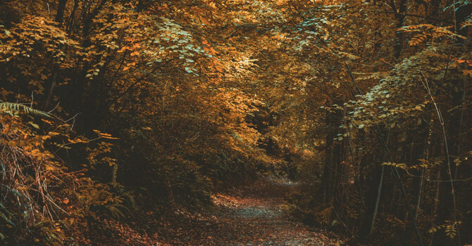 Supporting The Body and Mind Through Autumn