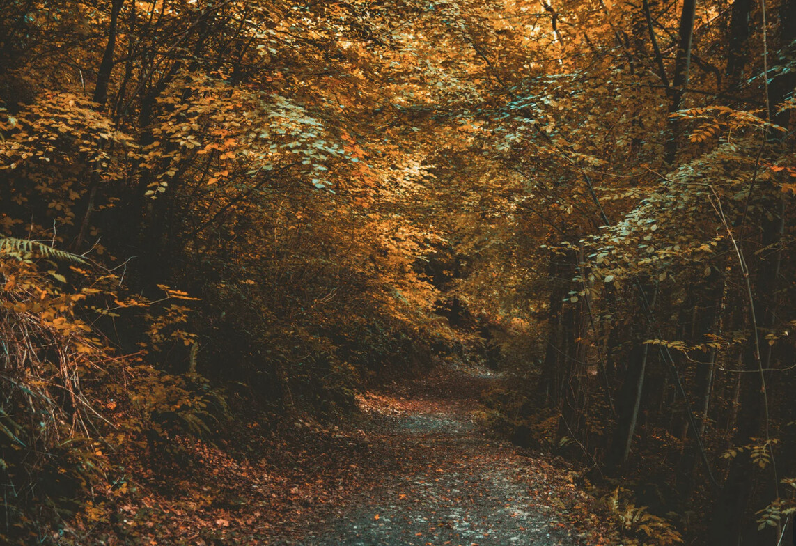 Peaceful forest path surrounded by golden autumn leaves representing seasonal balance and nature’s transition at The Jade Center in Chatham NY